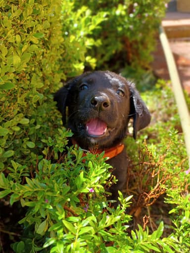 Example photo of a puppy playing between plants, with its face in the center.