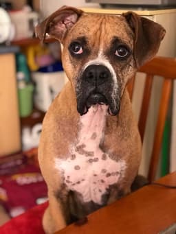 Example photo of a puppy playing between plants, with its face in the center.